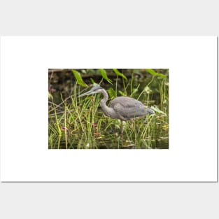 A Great Blue Heron fishing - Mud Lake, Ottawa, Canada Posters and Art